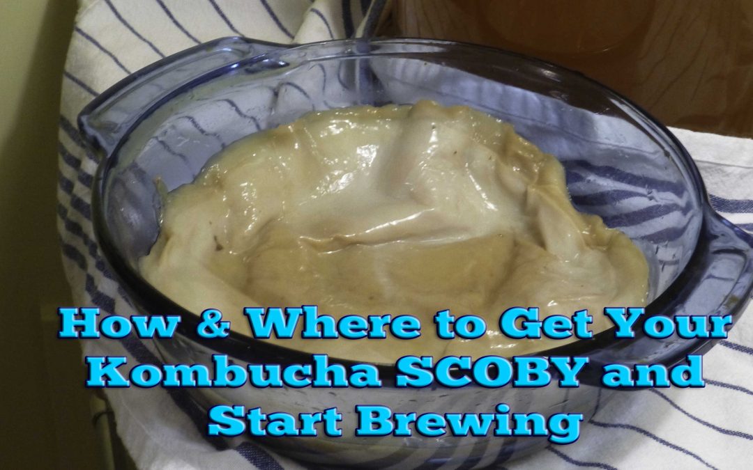 SCOBY resources–How and Where to Get Your Kombucha SCOBY and Start Brewing