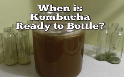 How To Know When Home Brewed Kombucha is Ready to Bottle