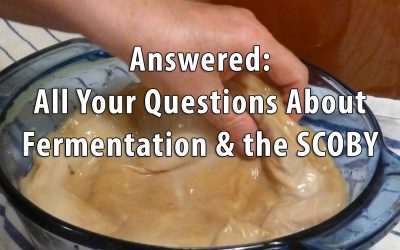 Answered: All Your Questions About Fermentation and the SCOBY
